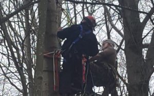 Rescue From Trees